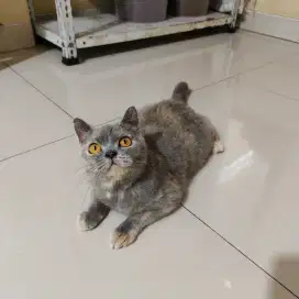 Kucing British Short Hair (BSH) Blue tortie