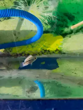 Ikan louhan srd