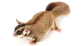 Sugar Glider Borongan