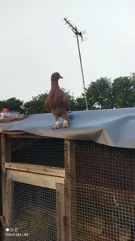 MK Kelabu jembros bujangan sisa lar 5
