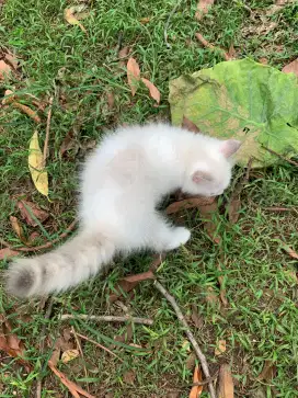 Persia Kitten Betina