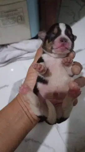 Puppy (male) chi hua hua mix beagle mix sitzu