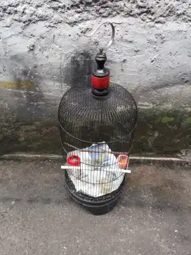 Kandang burung berikut isi Cipow sirtu