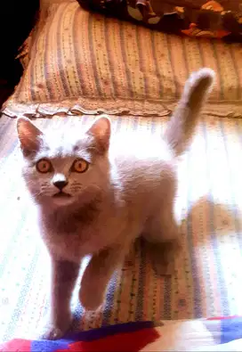 Jual Anak Kucing BSH Pure (British Shorthair) Gen Import Champions !!