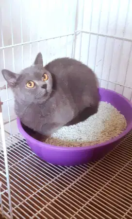 Jual Kucing BSH Pure (British Shorthair) Gen Import Champions Proven