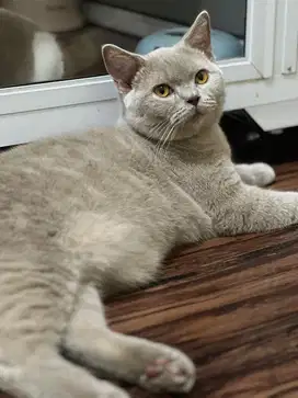 BSH lilac jantan 7 bln