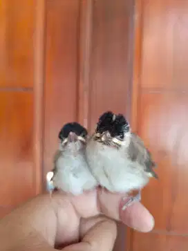 Anakan Burung Kutilang 2 Ekor