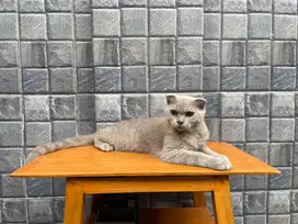 British Short Hair BSH x Scottish Fold SF Lilac