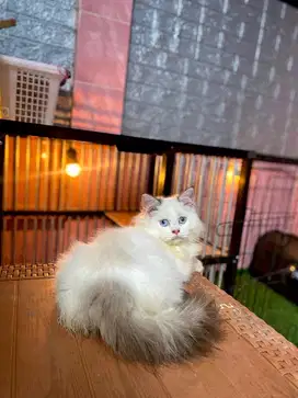 ragdol betina super