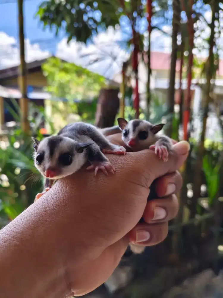 Sugar Glider Grey