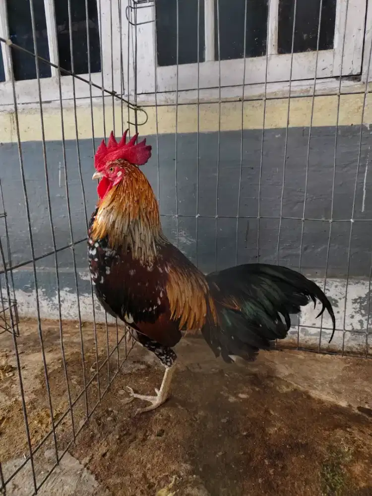 Ayam Ketawa Durasi