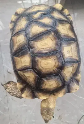 Sulcata Jantan Overscute Uk -+48 cm (Siap Breeding)