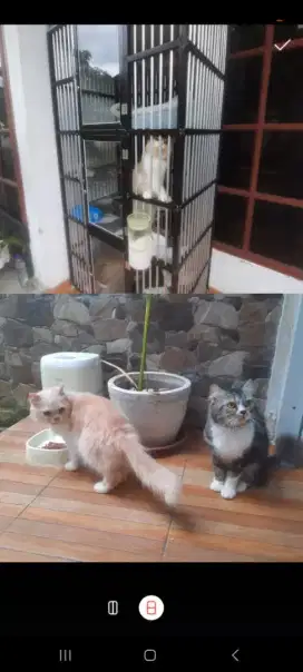 Kandang 3 tingkat, feeder otomatis dg camera