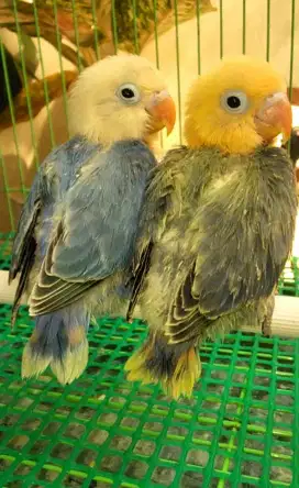 Burung Lovebird lolohan