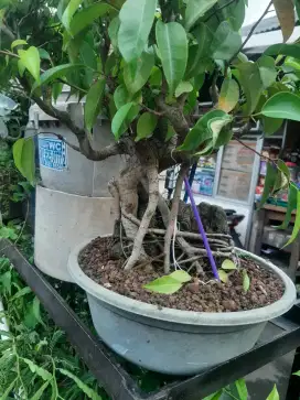 Bonsai beringin rimbun