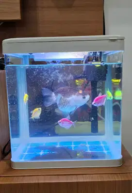 Aquarium Mini Full Set + Ikan & Hiasan, Batu Alam, Mesin Otomatis.