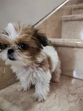 Jual Puppy ShihTzu Murah Berkualitas Anakan anjing lucu