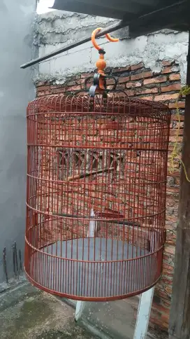 Kandang murai no 1