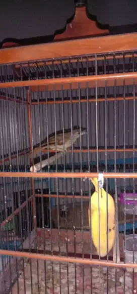 Burung kapas tembak