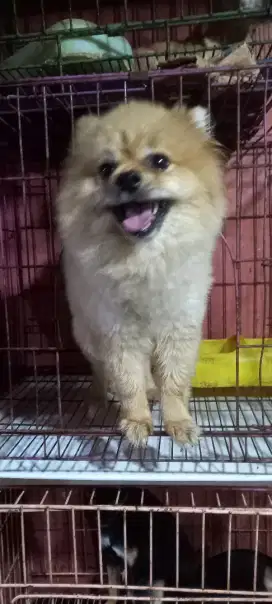 Super Mini Pom Lucu
