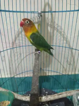 Lovebird betina dewasa