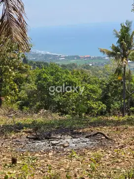 Dijual Tanah 15,9 are di Lovina, Buleleng