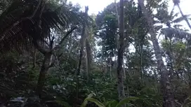 DIJUAL MURAH TANAH 75JT DI SERMO  KULONPROGO