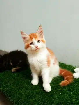 Kitten MaineCoon Betina Pure No mix. Induk ped Cfa Maine Coon