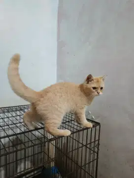 Kucing BSH x Scottish