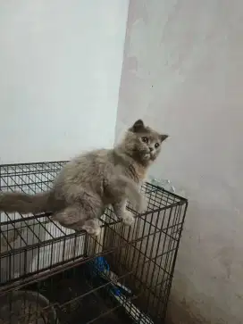 Kucing BSH x Scottish