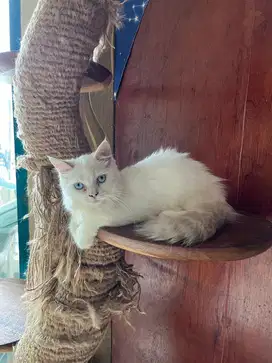 Kucing Persia Medium Big bone (pureblood)