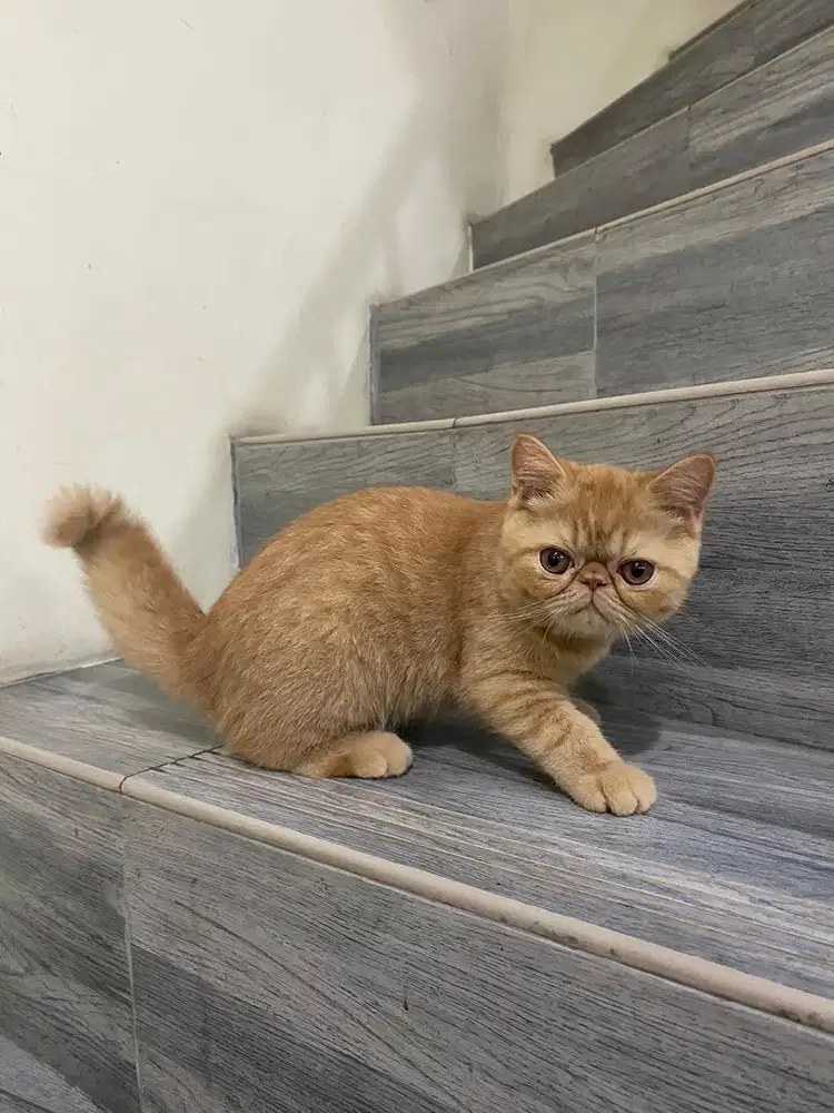 Kucing Kitten Exotic Shorthair Peaknose Betina