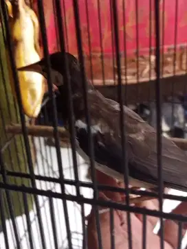 Jalak suren jantan sudah ngeriwik plus kandang besi