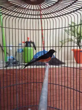 Burung muray pastol trah prestasi