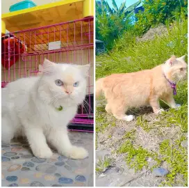 Dijual 2 kucing Persia sepasang+2 kandang 500 RB lokasi solo Mojosongo