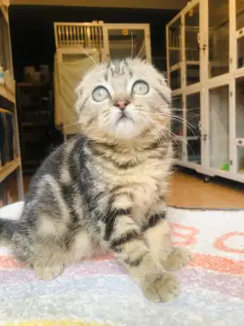 Kucing kitten scottish fold