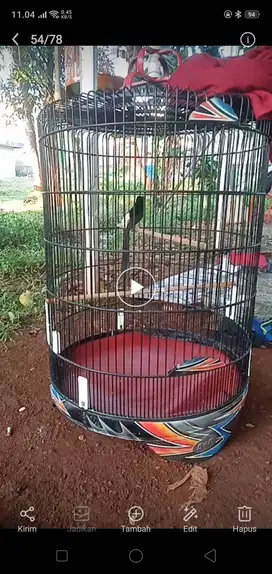 Murai kaki hitam gacor