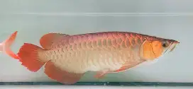 Arwana super red