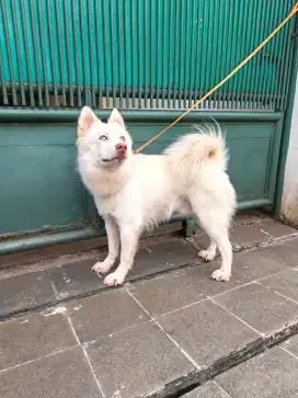 Pomsky (Pom x husky) Jantan Stbm