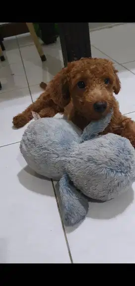 POODLE Jantan 6 Bulan