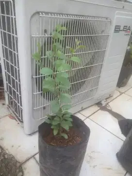 Bidara arab. tanaman obat