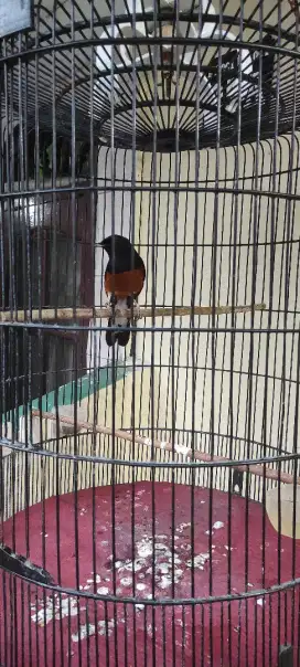 Murai batu gacor
