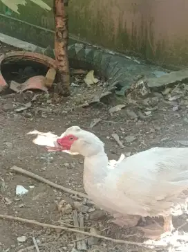 Bebek Entok Super montok