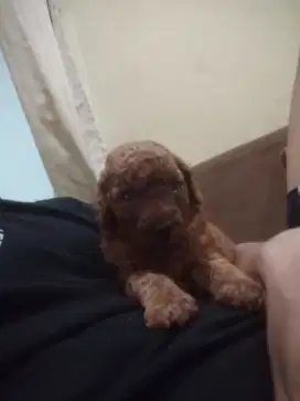 Puddel umur sebulan