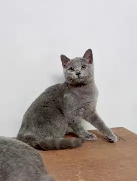 British Shorthair Kitten