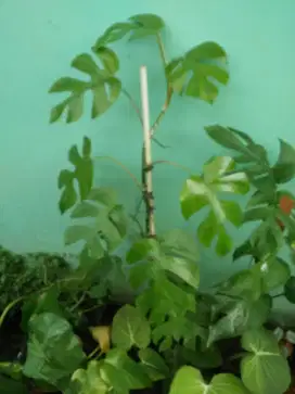 Menjual tanaman monstera mini
