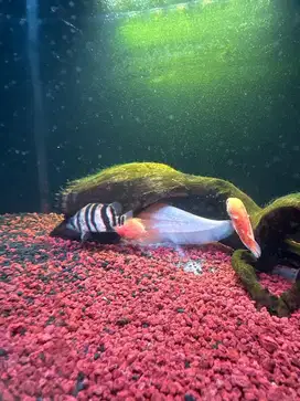 dijual ikan datz sumatra 2 ekor dengan ikan belbino