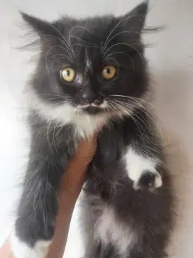 Di jual kucing Persia exotic pedigri