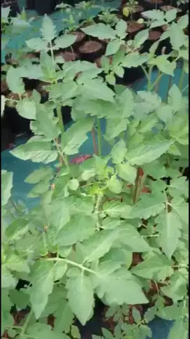 Menjual bibit tomat