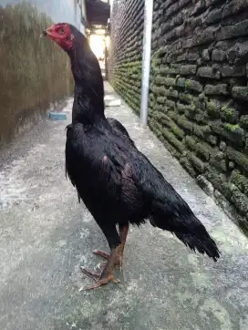 Ayam betina Bangkok awal nelor pukul sakit
